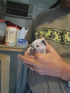 June 11 - I see Desmond for the first time.   Three weeks old.